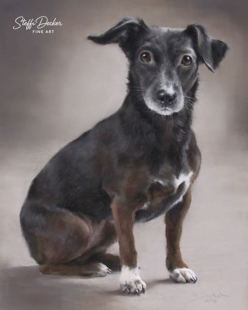 Ein kurzhaariger, dunkel gefärbter Hund mit weißen Abzeichen sitzt vor einem weich verlaufenden, neutralen Hintergrund und blickt aufmerksam nach vorn.“