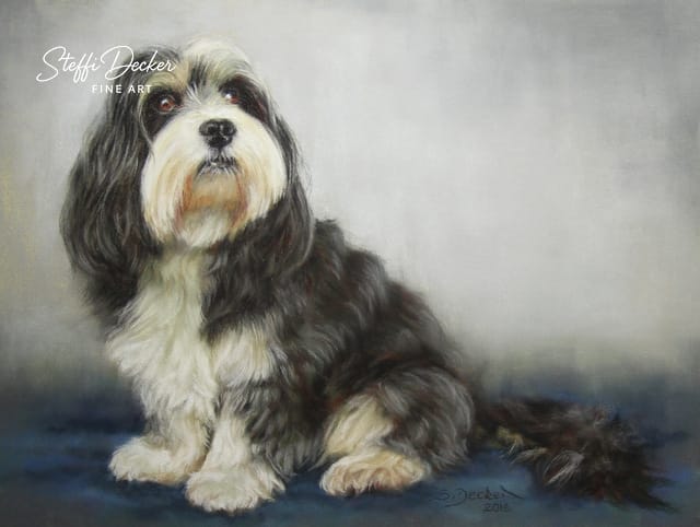 Ein langhaariger Hund mit schwarz‑weißem Fell sitzt auf einem dunklen Untergrund vor einem sanft verlaufenden, hellgrauen Hintergrund und blickt leicht nach oben.“